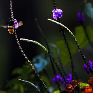 Abej UVA